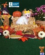 maltese puppy posted by little paws kennel